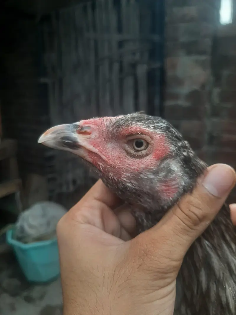 breeder females — photo 5