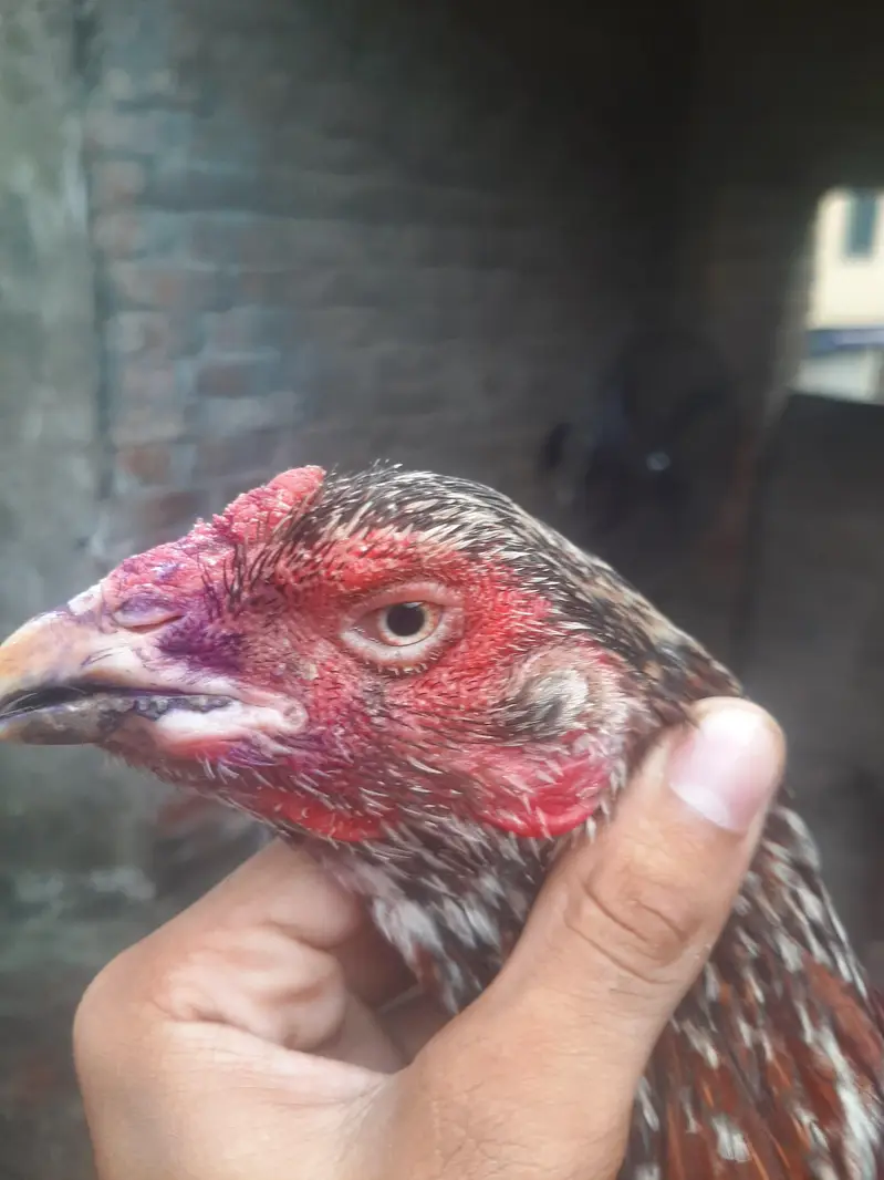 breeder females — photo 7