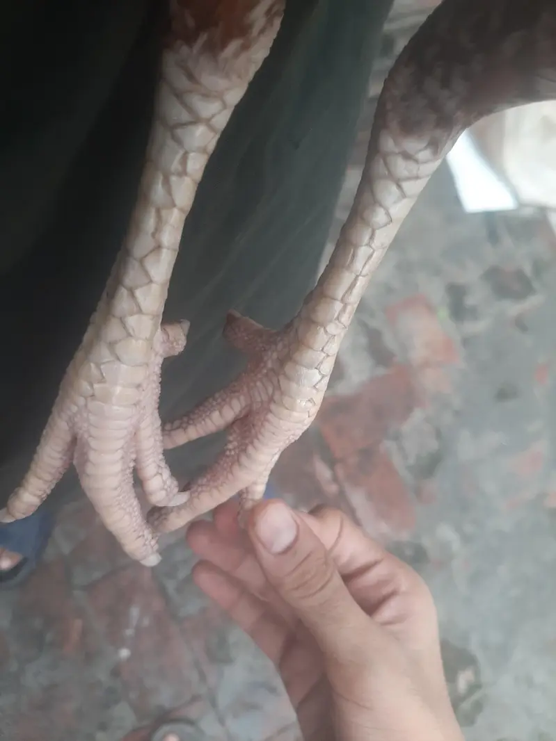 breeder females — photo 8