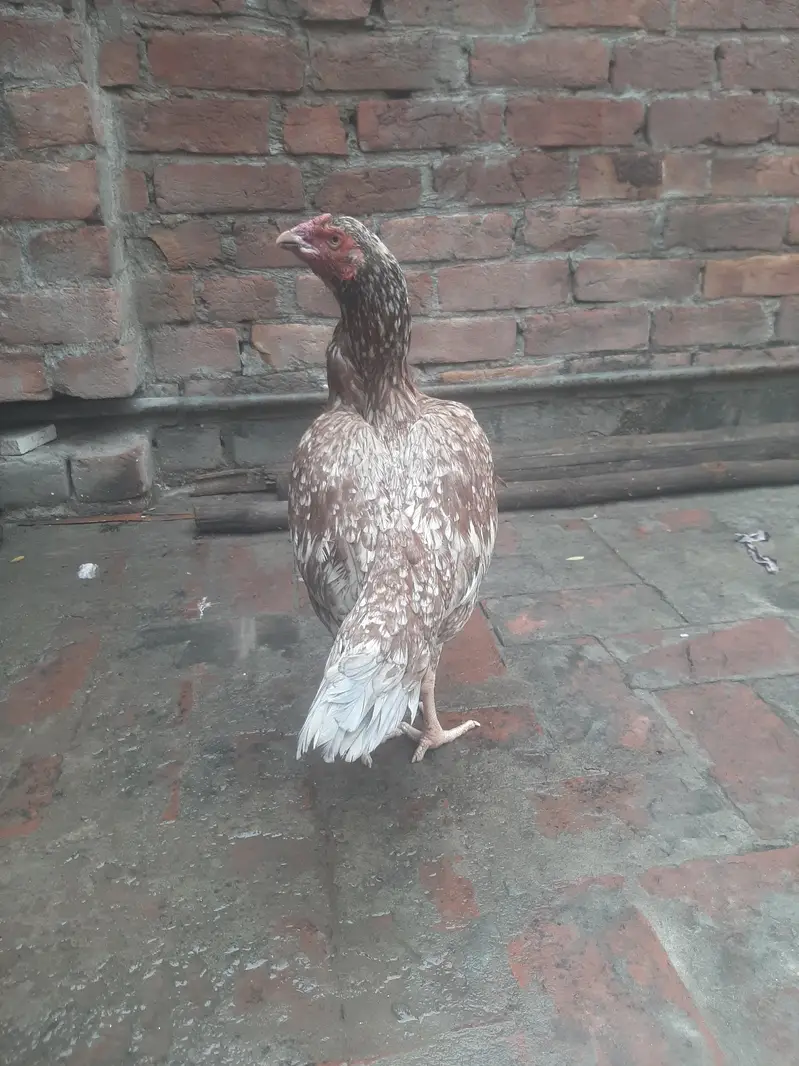 breeder females — photo 9