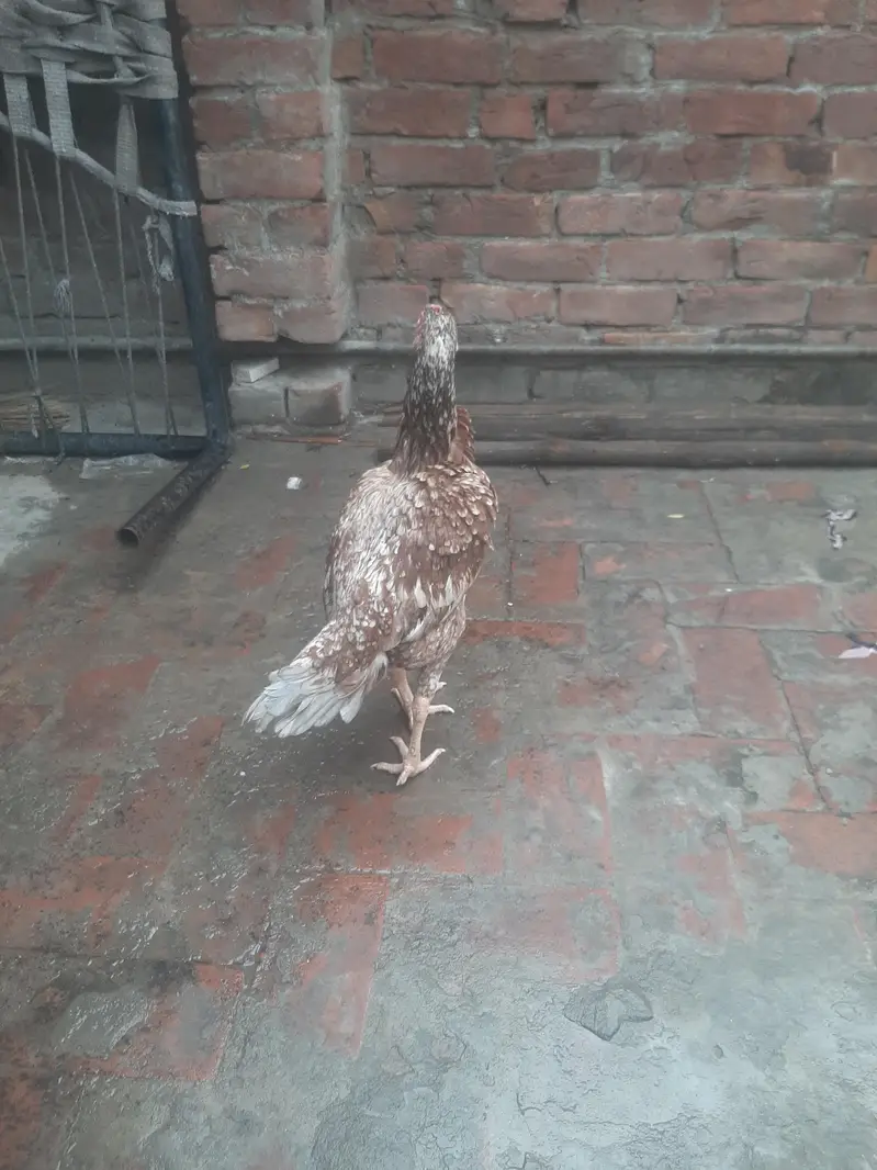 breeder females — photo 10
