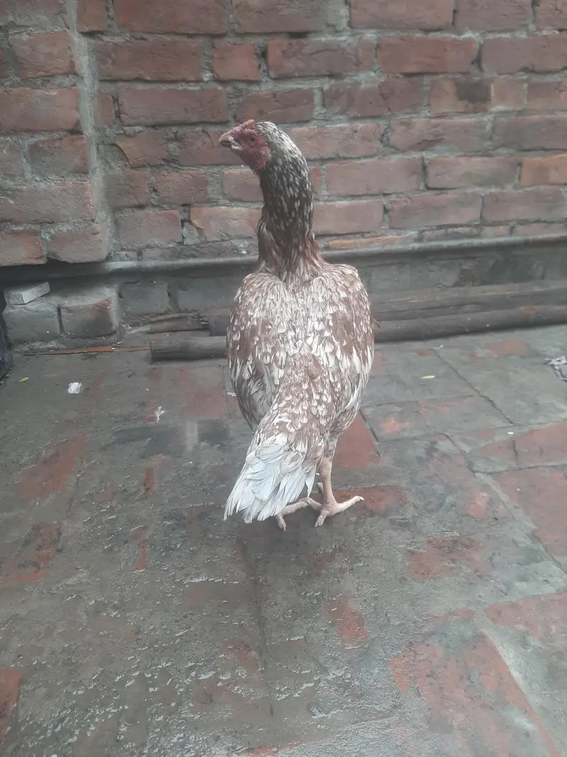 breeder females — photo 11
