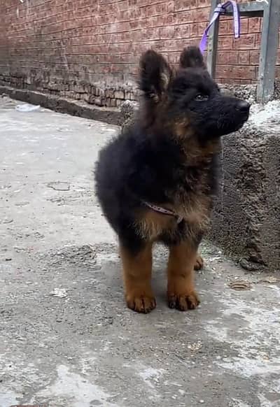 German Shepherd puppies long cot for sale my WhatsApp. 03493731440