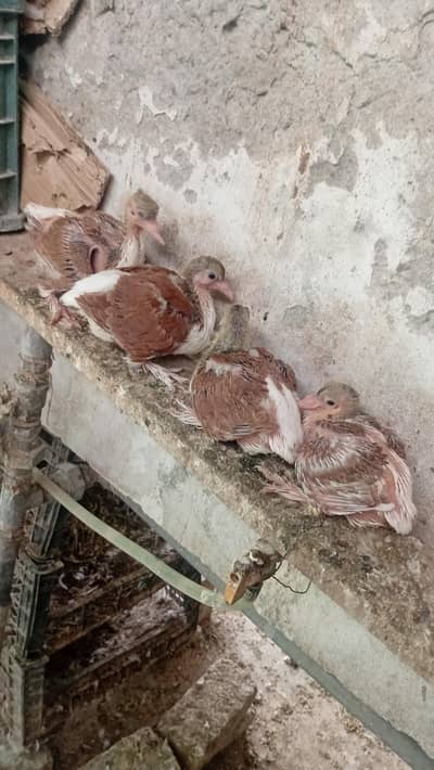 Pigeon sherazi chicks