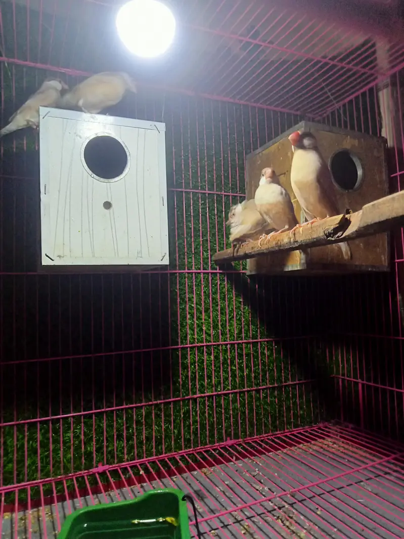 fawn finch pair healthy active — photo 2