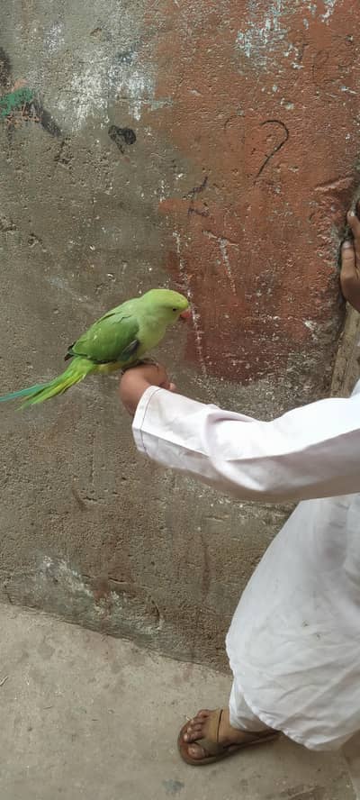 Green parrot Male