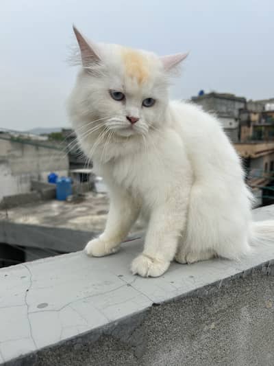 Persian cat for sale