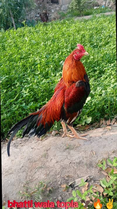 nayab aseel bird