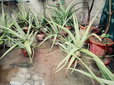 Fresh aloevera