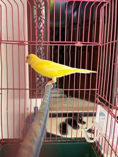 canary (yellow) for sale