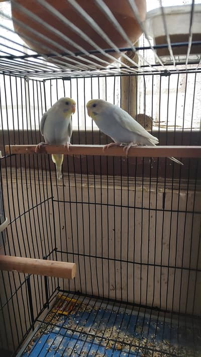 Rainbow budgie with Cage