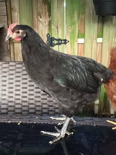 Australorp  male chicks for sale