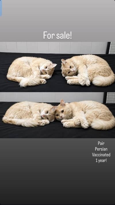 Persian Pair For Sale