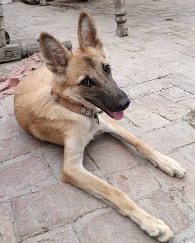 German x Belgian shepherd cross