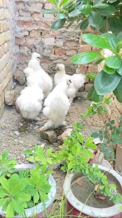 White silki breader Males