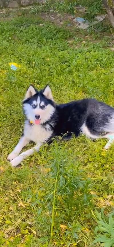 Siberian husky Alaska