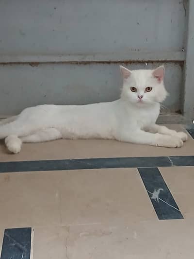 Beautiful Persian cat for sale and this is breader cat