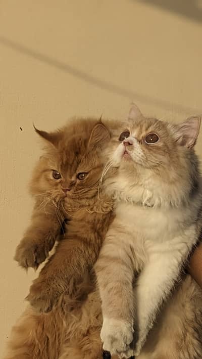 Premium food maintained persian tripple coated cats