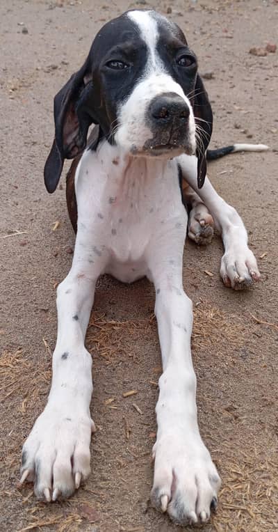 Pure English pointer puppy female