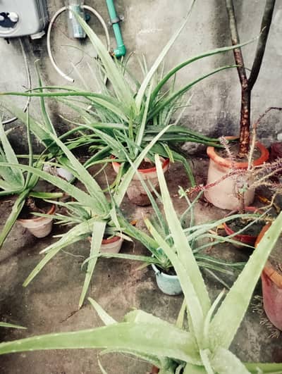 Fresh aloevera