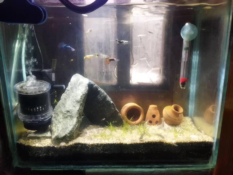 Guppies full setup 0