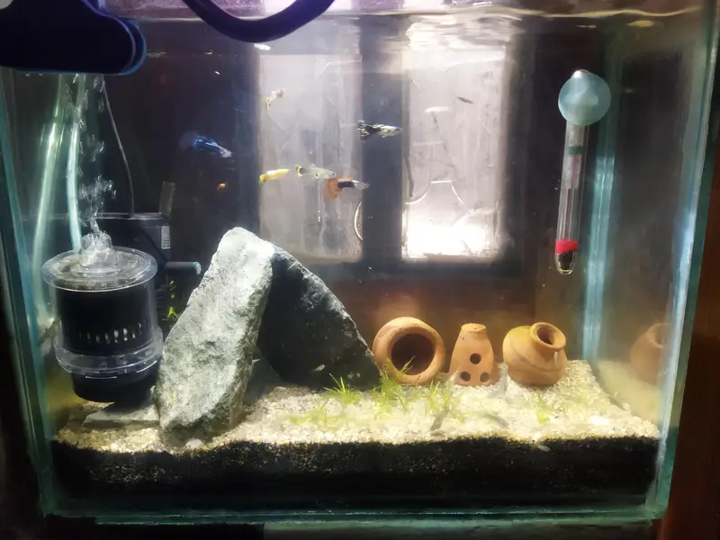 Guppies full setup
