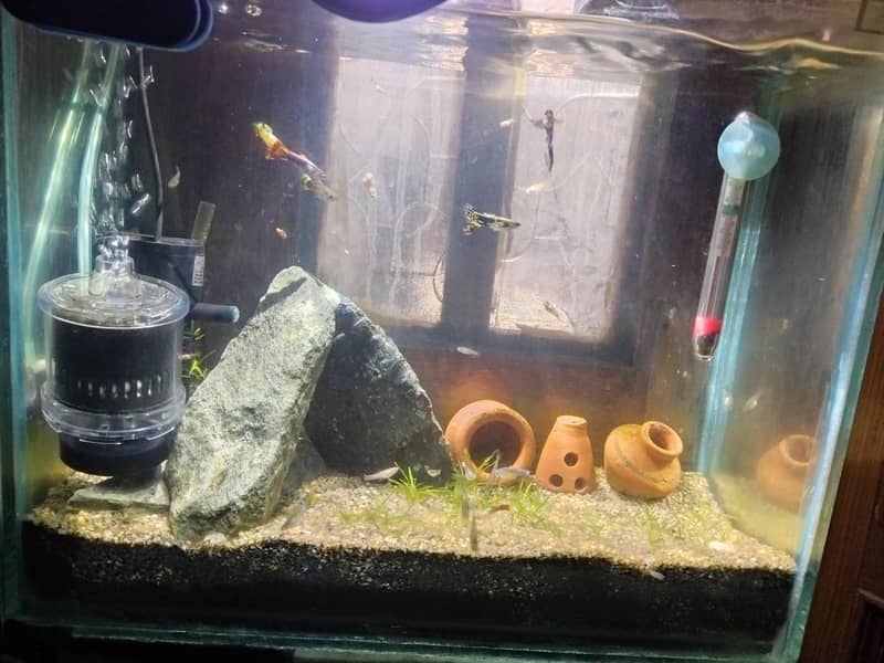 Guppies full setup 1