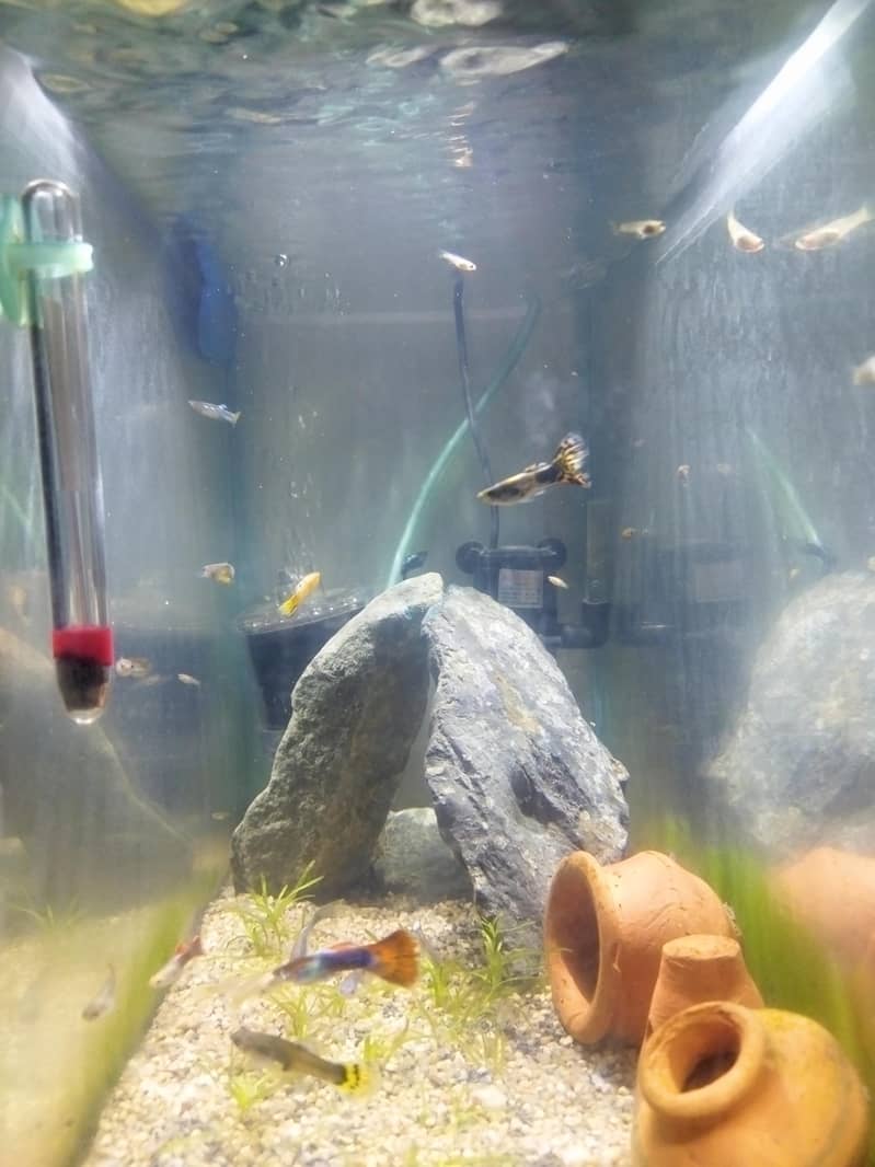 Guppies full setup 2