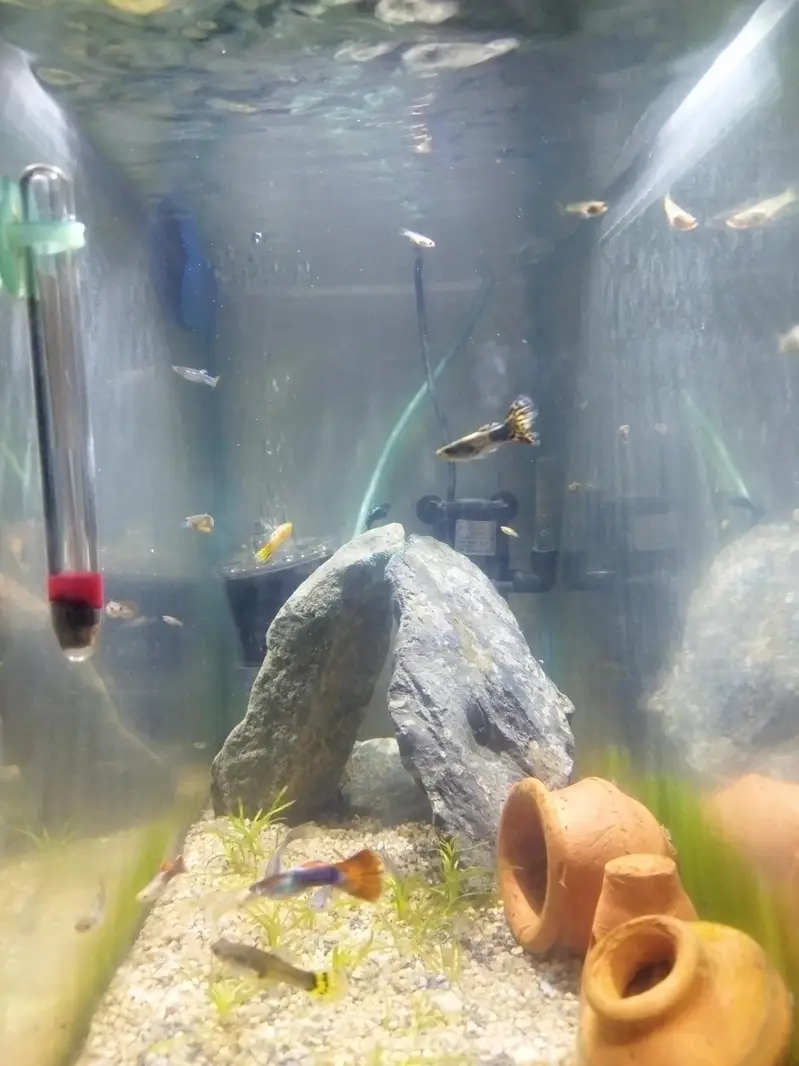 Guppies full setup — photo 3
