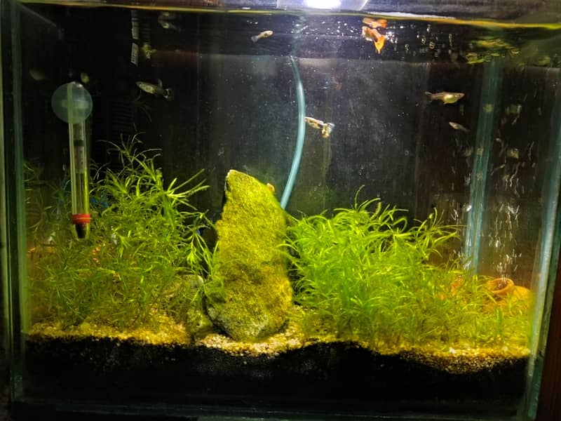 Guppies full setup 4