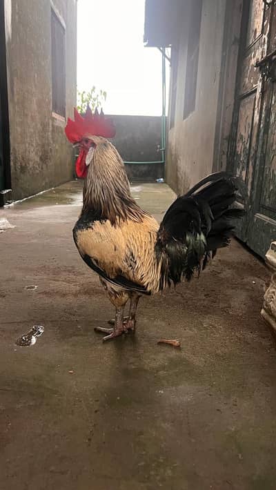 Desi murga