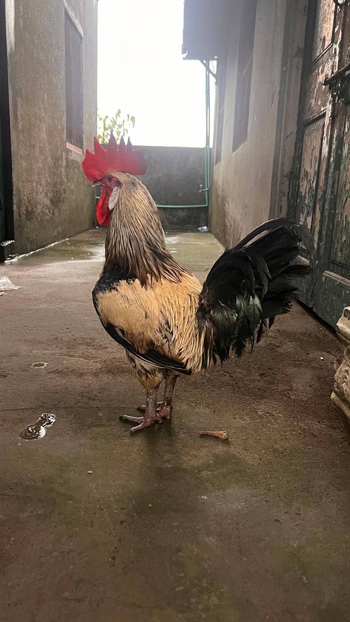 Desi murga 0