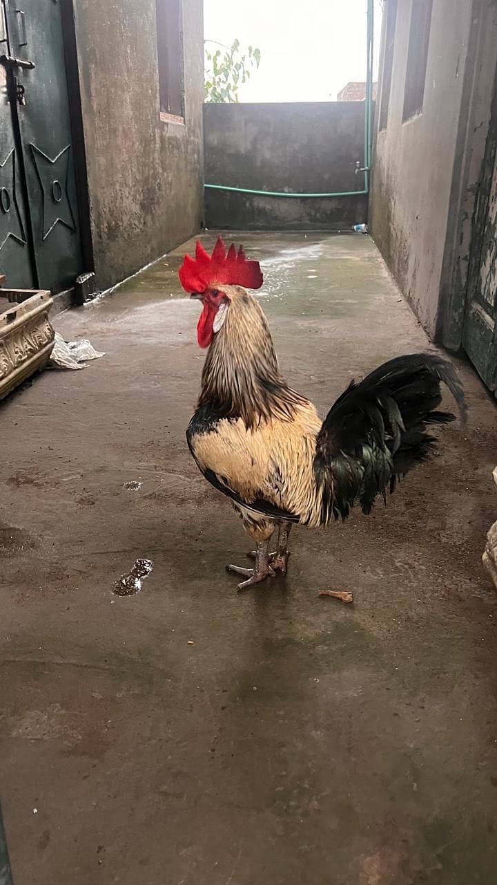 Desi murga 2