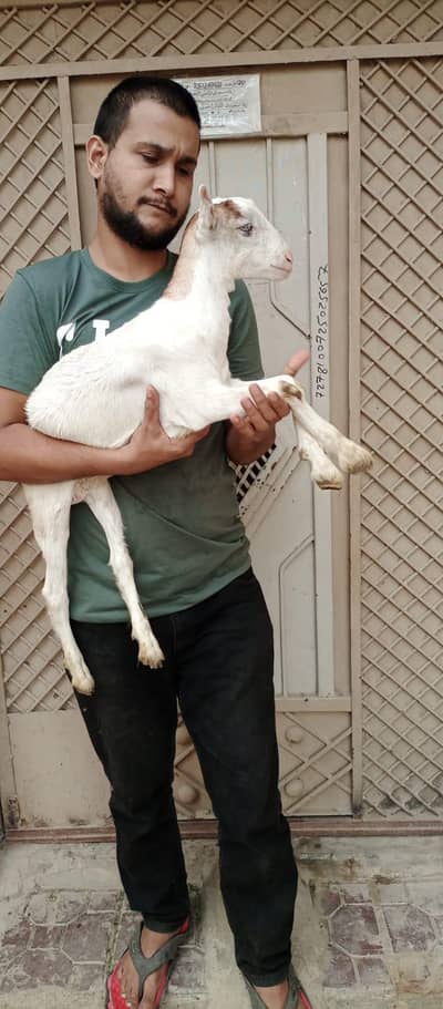 Desi doghli goat