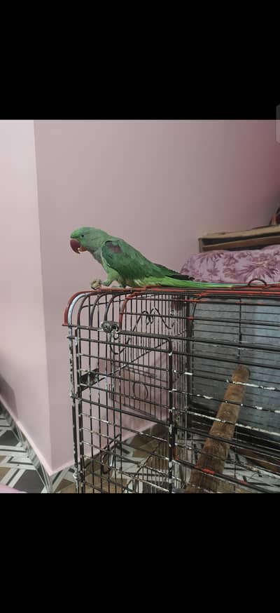 raw parrot heldy & active full congo size hand tame zero bite