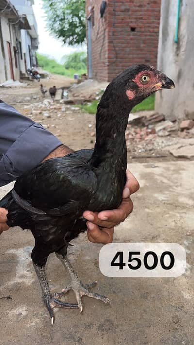 hens aseel