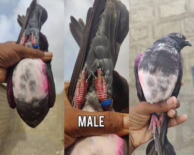 lasani chapra pair breader gurented 2 chicks
