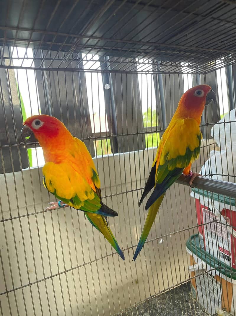sun conore pair 0