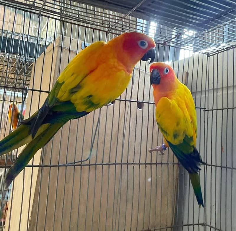 sun conore pair 1