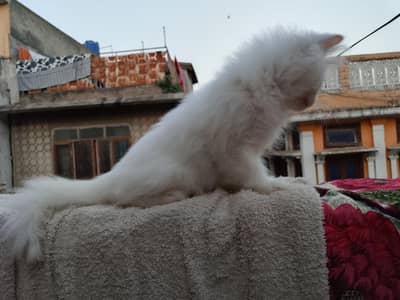 persina kitten