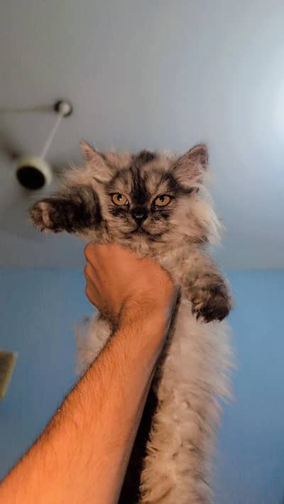percian kitten (male) punch face