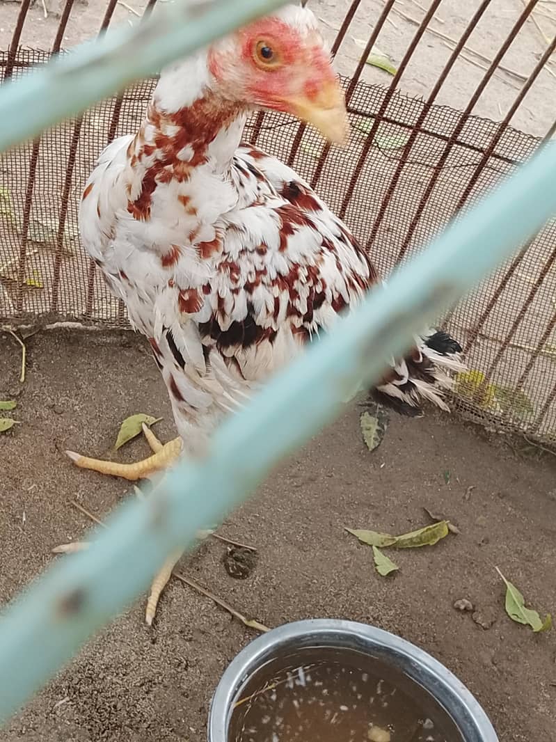 خالص اصیل مرغا، عمر 4 ماہ، صحت مند، برائے فروخت 0