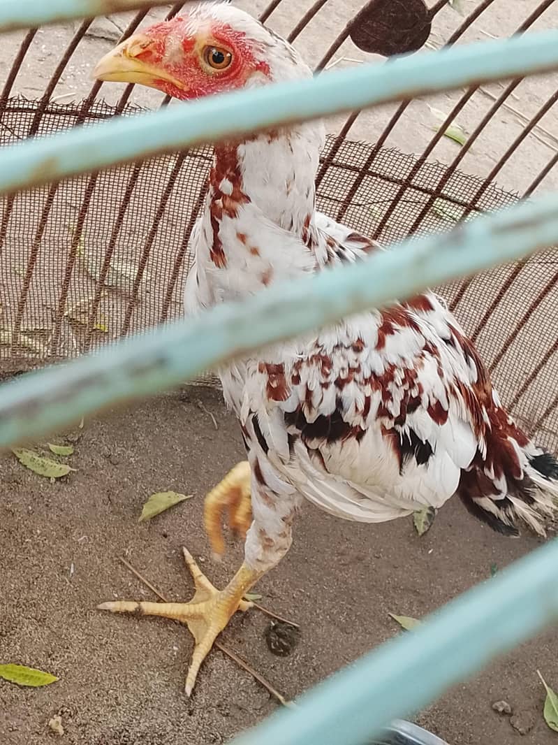 خالص اصیل مرغا، عمر 4 ماہ، صحت مند، برائے فروخت 1