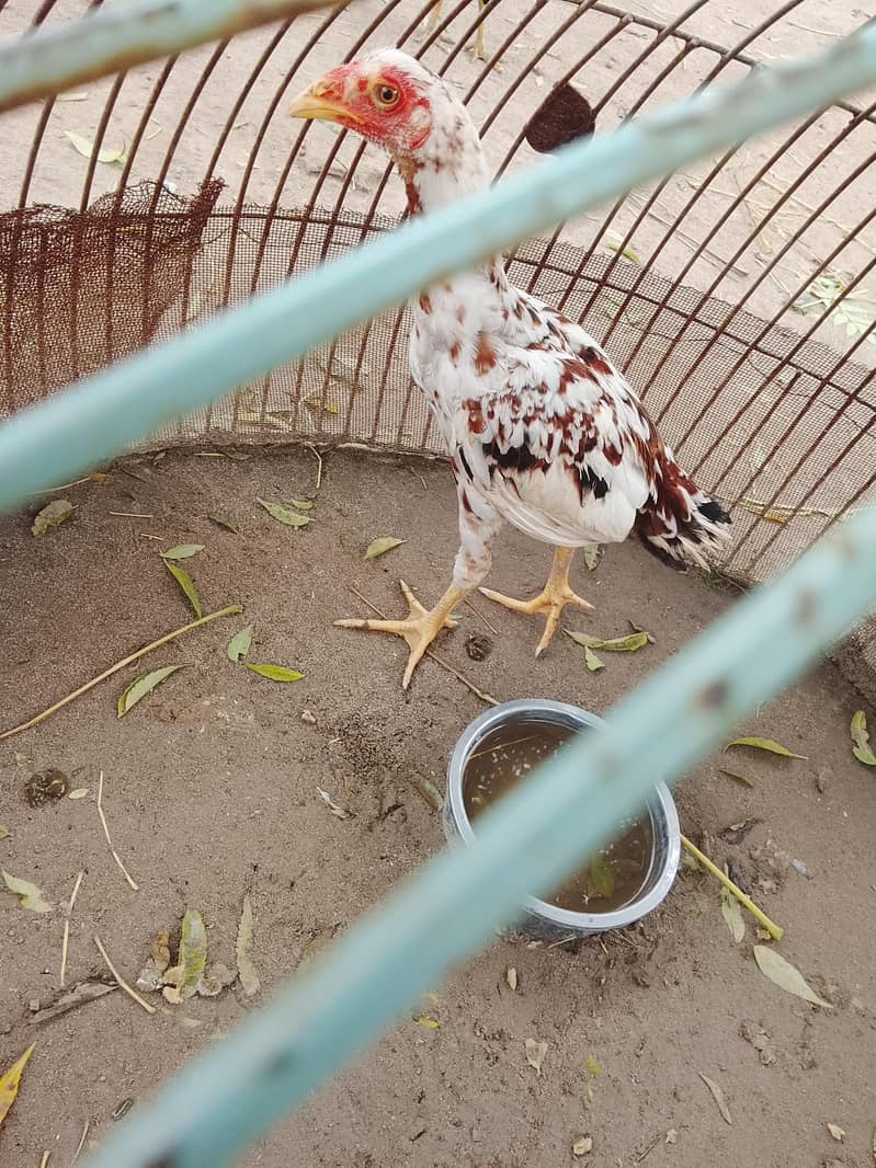 خالص اصیل مرغا، عمر 4 ماہ، صحت مند، برائے فروخت 2