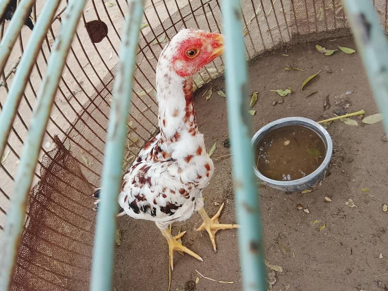 خالص اصیل مرغا، عمر 4 ماہ، صحت مند، برائے فروخت 3