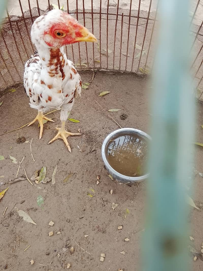 خالص اصیل مرغا، عمر 4 ماہ، صحت مند، برائے فروخت 4