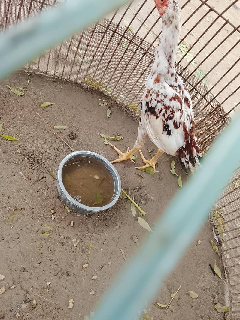 خالص اصیل مرغا، عمر 4 ماہ، صحت مند، برائے فروخت 5