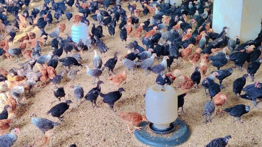 Australorp Chicks| fancy Chicks|RIR_Fumi Chick| haritage |چوزے/Fayoum
