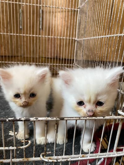 Persian cats and kittens