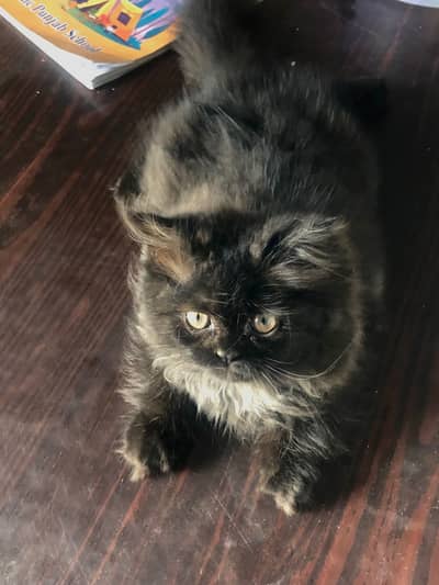 Persian male punch face kitten triple coat